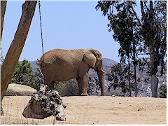 [ afrikanischer elefant im wild animal park ]