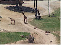 [ giraffen und oryx im wild animal park ]