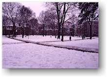 [ harvard campus park in winter ]