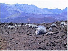 [ silverswords on the floor of the haleakala crater - click on the image for an enlargement ]